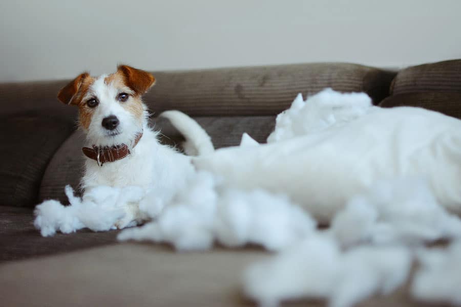 Why Do You Need Pets and Renters Insurance?